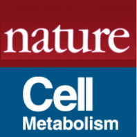 Liraglutide compromises pancreatic beta cell function in a humanized mouse model